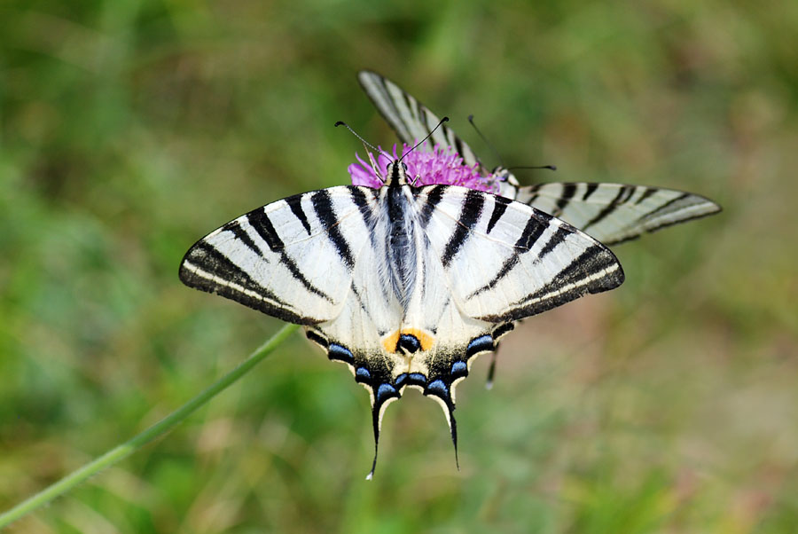 Una giornata da incorniciare - Iphiclides podalirius